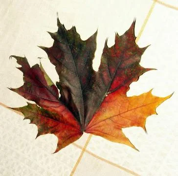 Maple leaf on tablecloth Stock Photos