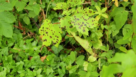 Maple leaf with tar spot disease swaying in the wind 库存影片 343864149