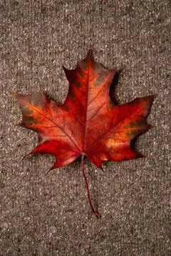 Maple leaf on textile Stock Photos
