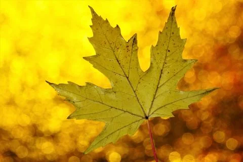 Maple leaf texture on autumn gold background of bokeh lights. Stock Photos