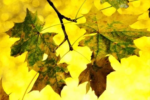 Maple leaf texture on autumn gold background of bokeh lights. Stock Photos