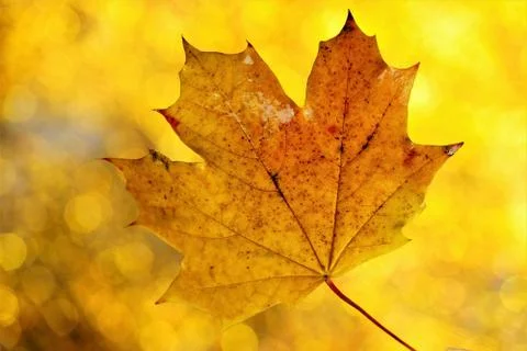 Maple leaf texture on autumn gold background of bokeh lights. Stock Photos