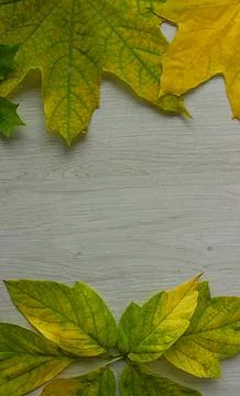 Maple Leaf on the Top and Bottom of Wooden Background Stock Photos