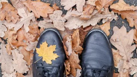 Maple Leaf. Top view image of legs in black boots. Yellow autumn leaves lie o Stock-Fotos