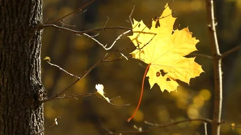 Maple leaf on a tree in autumn Stock Footage 56603876