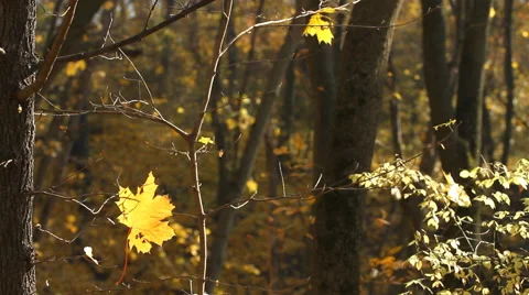 Maple leaf on the tree in autumn Stock-Footage 68960939