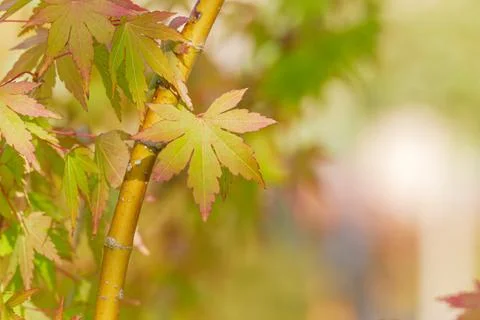Maple leaf on the tree on blur background Stock Photos