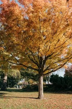 Maple leaf tree changes colors during Fall in South Dakota Stock Photos