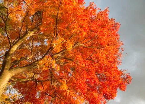 Maple-Leaf on the tree 스톡 사진