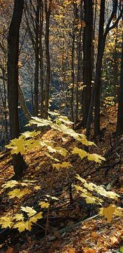 A maple leaf tree in the valley. Stock Photos
