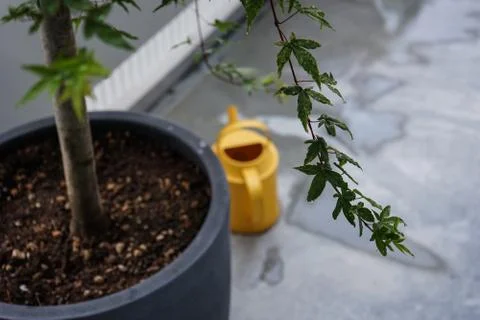 Maple leaf tree with yellow water can Stock Photos
