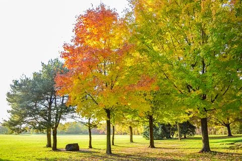 Maple leaf trees in a city park. Red yellow green foliage in fall season wi.. Stock Photos
