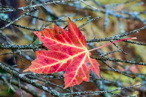 Maple Leaf in Twigs Stock Photos