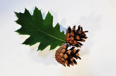Maple leaf with two pine cones. Stock Photos