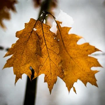 Maple leaf under the snow Foto stock