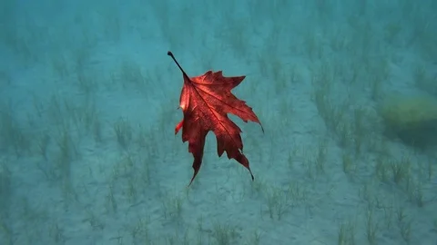 Maple Leaf underwater in the sea Stock Footage 81096110