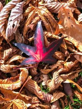 Maple leaf with unusal pattern in a pile of autumn leaves during fall seaso.. Stock Photos