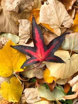 Maple leaf with unusal pattern in a pile of autumn leaves during fall seaso.. Foto stock