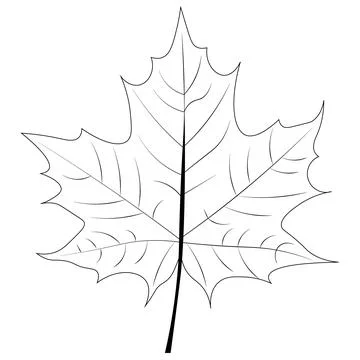 Maple Leaf vector black and white 스톡 일러스트