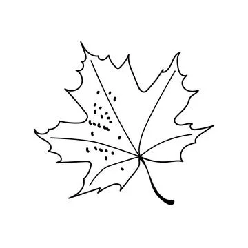 Maple leaf vector hand drawn line art outline graphic element isolated on whi イラスト素材