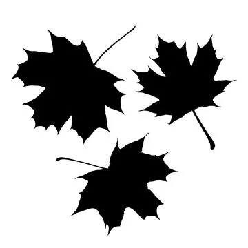 Maple leaf vector icon on white background Stock Illustration