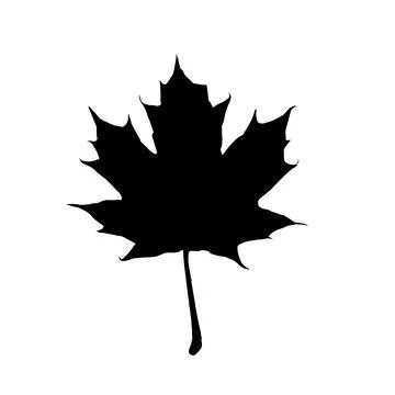 Maple leaf vector icon on white background Stock Illustration