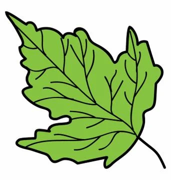 Maple Leaf Vector 库存插图