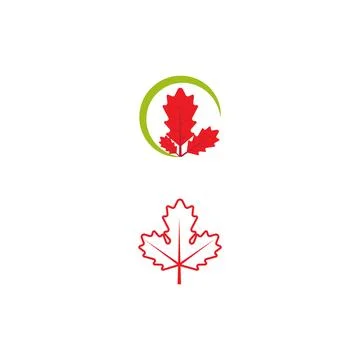 Maple leaf vector illustration design 库存插图