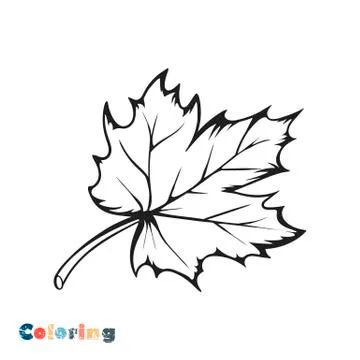 Maple Leaf. Vector illustration in the form of coloring. Illustrazione stock