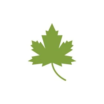 Maple leaf vector illustration イラスト素材