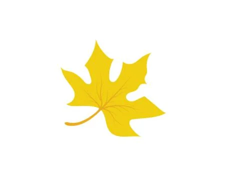 Maple leaf vector illustration Illustrazione stock
