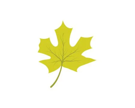 Maple leaf vector illustration 스톡 일러스트