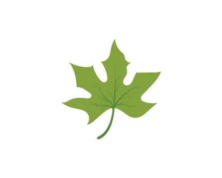 Maple leaf vector illustration Stock Illustration