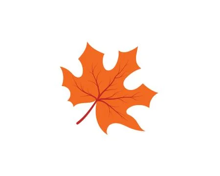 Maple leaf vector illustration 스톡 일러스트