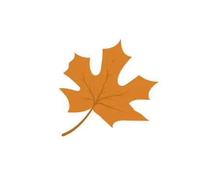 Maple leaf vector illustration イラスト素材