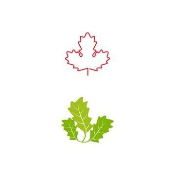 Maple leaf vector illustration Illustrazione stock