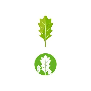 Maple leaf vector illustration 库存插图