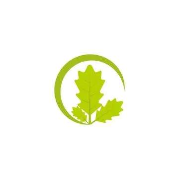 Maple leaf vector illustration 库存插图