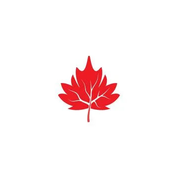 Maple leaf vector illustration 库存插图