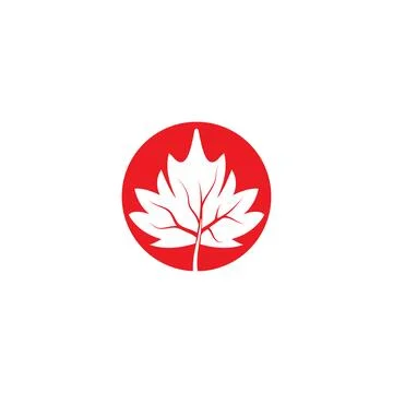 Maple leaf vector illustration 库存插图