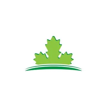 Maple leaf vector illustration 库存插图
