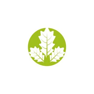 Maple leaf vector illustration 库存插图