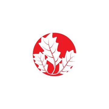 Maple leaf vector illustration 库存插图