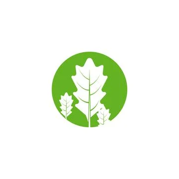 Maple leaf vector illustration Illustrazione stock