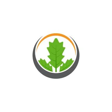 Maple leaf vector illustration Illustrazione stock
