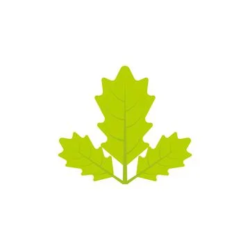 Maple leaf vector illustration Illustrazione stock