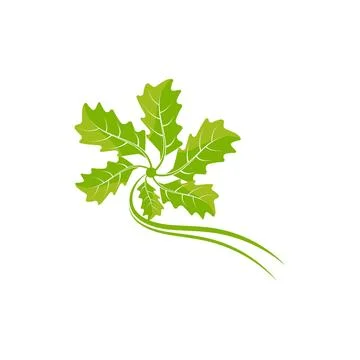 Maple leaf vector illustration Illustrazione stock
