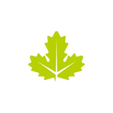 Maple leaf vector illustration 스톡 일러스트
