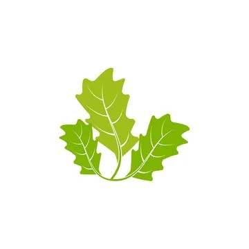 Maple leaf vector illustration Illustrazione stock
