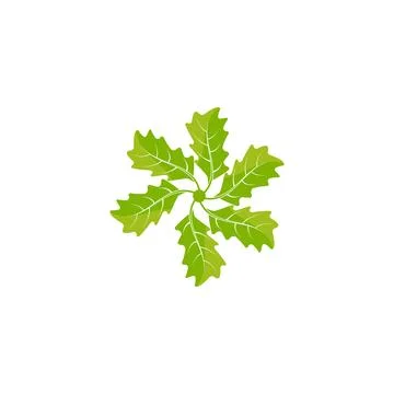 Maple leaf vector illustration Illustrazione stock